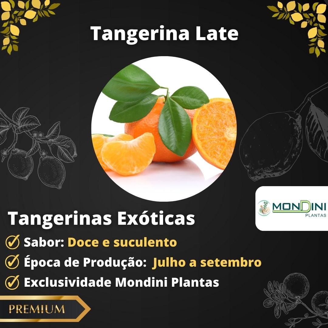 Tangerina Late Enxertada