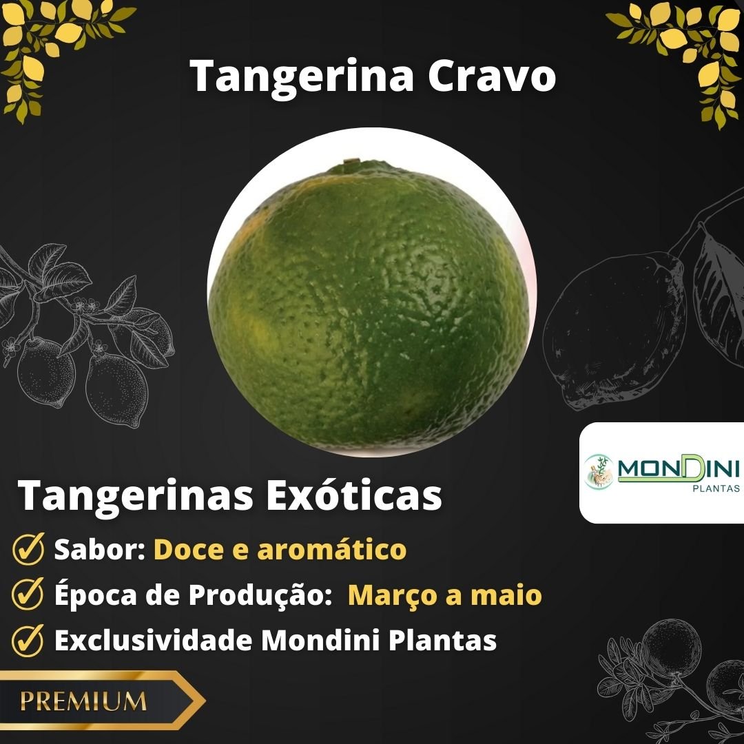 Tangerina Cravo Enxertada