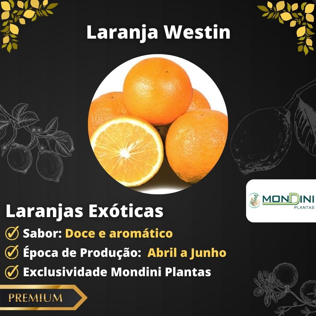 Muda de Laranja Westint