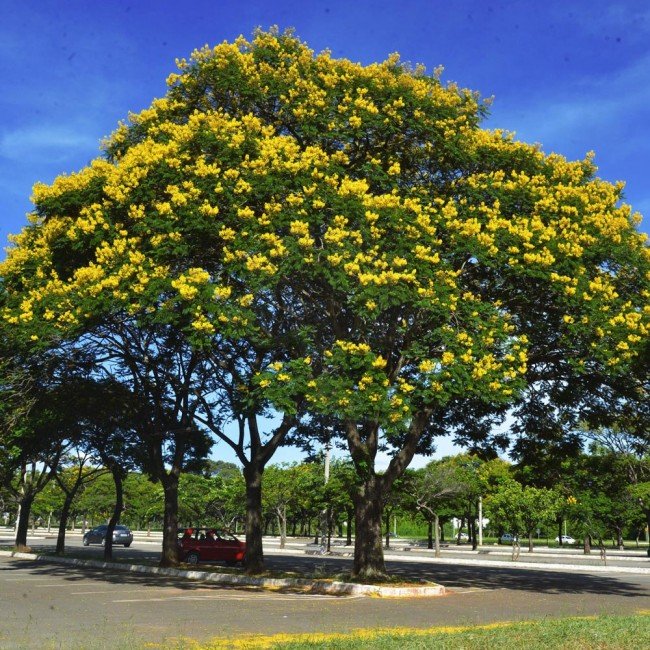 Muda de Sibipiruna