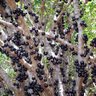 jabuticaba