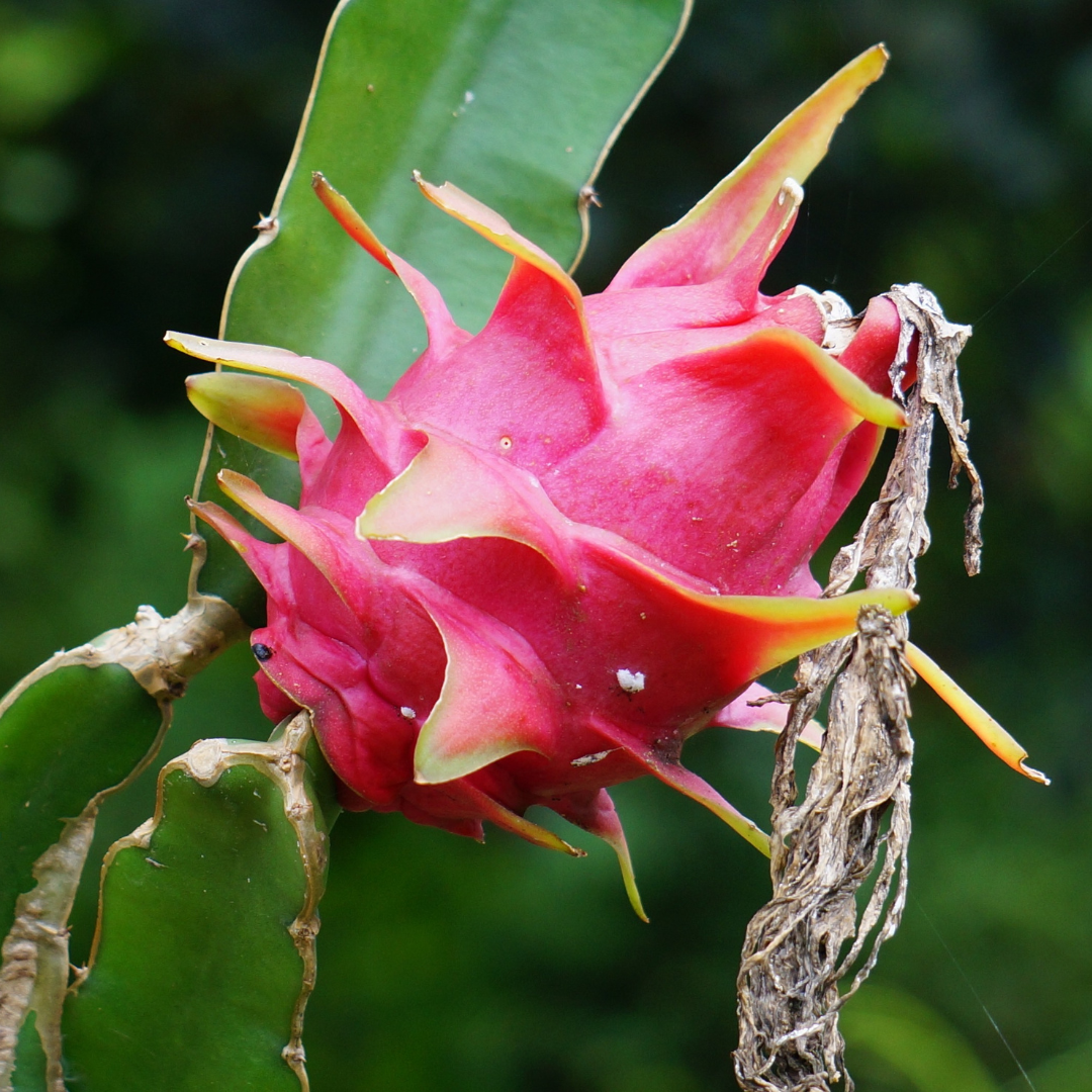 planta de pitaya saudável para cultivo no sítio planta de pitaya saudável para cultivo no sítio