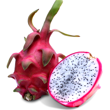 Muda de Pitaya da Mondini Plantas