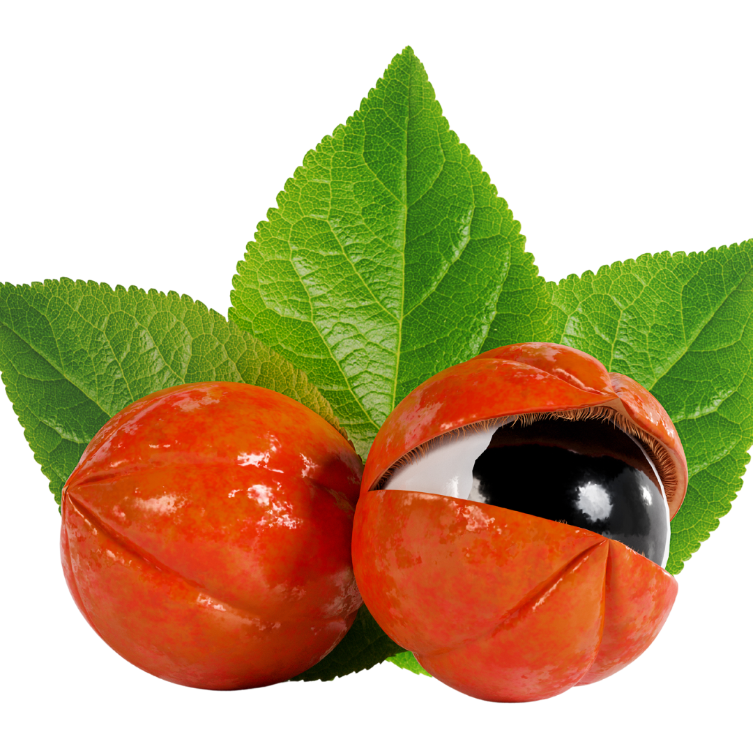 Muda de Guarana
