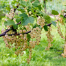 Muda de Groselha Amarela Mondini Plantas