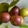 Muda de Camu Camu da Mondini Plantas