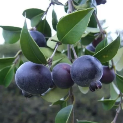 Muda de Guabiju da Mondini Plantas