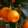 Muda de Laranja Bahia Precoce Enxertada Mondini Plantas