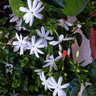 Muda de Jasmim Estrela Mondini Plantas