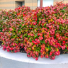 Muda de Nandina Mondini Plantas