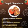 Muda de Caqui Chocolate Mondini Plantas