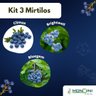 Kit Mirtilo Climax Brightwell Bluegem