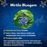 Muda de Mirtilo Bluegem Mondini Plantas Muda de Mirtilo Bluegem Mondini Plantas