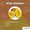 Muda de Kiwi Golden Mondini Plantas Muda de Kiwi Golden Mondini Plantas