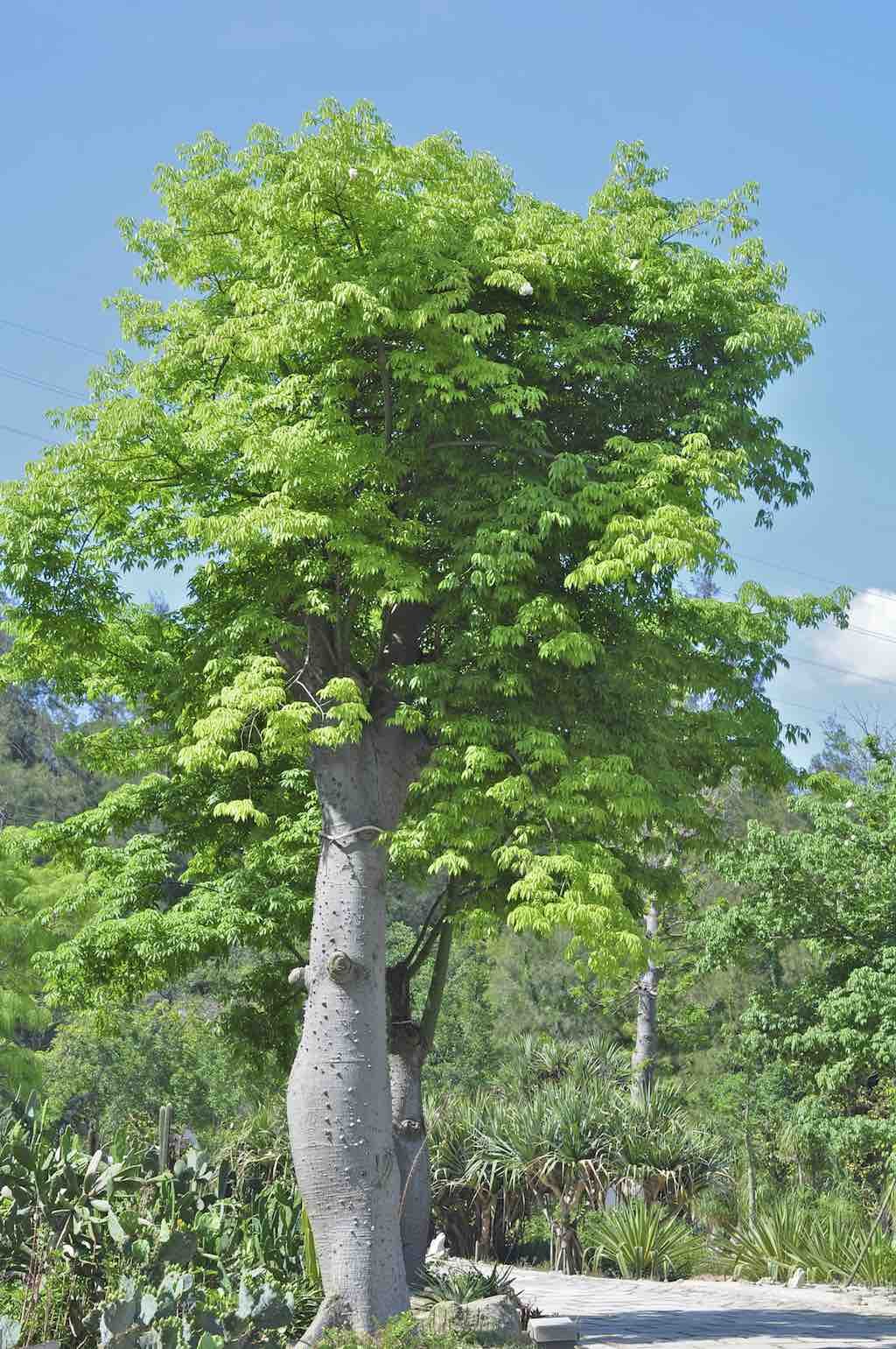 Muda de Moringa Oleifera