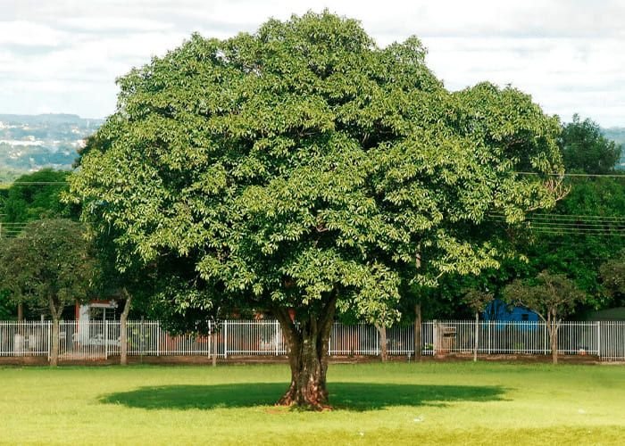 Muda de Canela Canfora