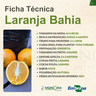 Ficha Técnica Laranja Bahia Mondini Plantas
