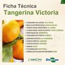 tangerina victoria 1