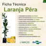 Ficha Técnica Laranja Pera Mondini Plantas