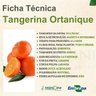 tangerina ortanique 1