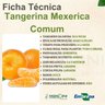 tangerina mexerica comum