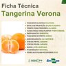 tangerina verona 1