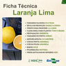 Ficha Técnica Laranja Lima Mondini Plantas