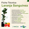 Ficha Técnica Laranja Sanguínea Mondini Plantas