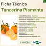 tangerina piemonte 1