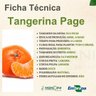 tangerina page 1
