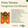 tangerina cai silvana 1