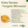 tangelo minneola