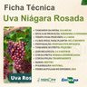 uva niagara rosada