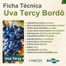 uva tercy bordo 1