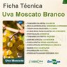 uva moscato branco