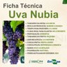 uva nubia