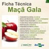 maca gala