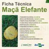 maca elefante 1