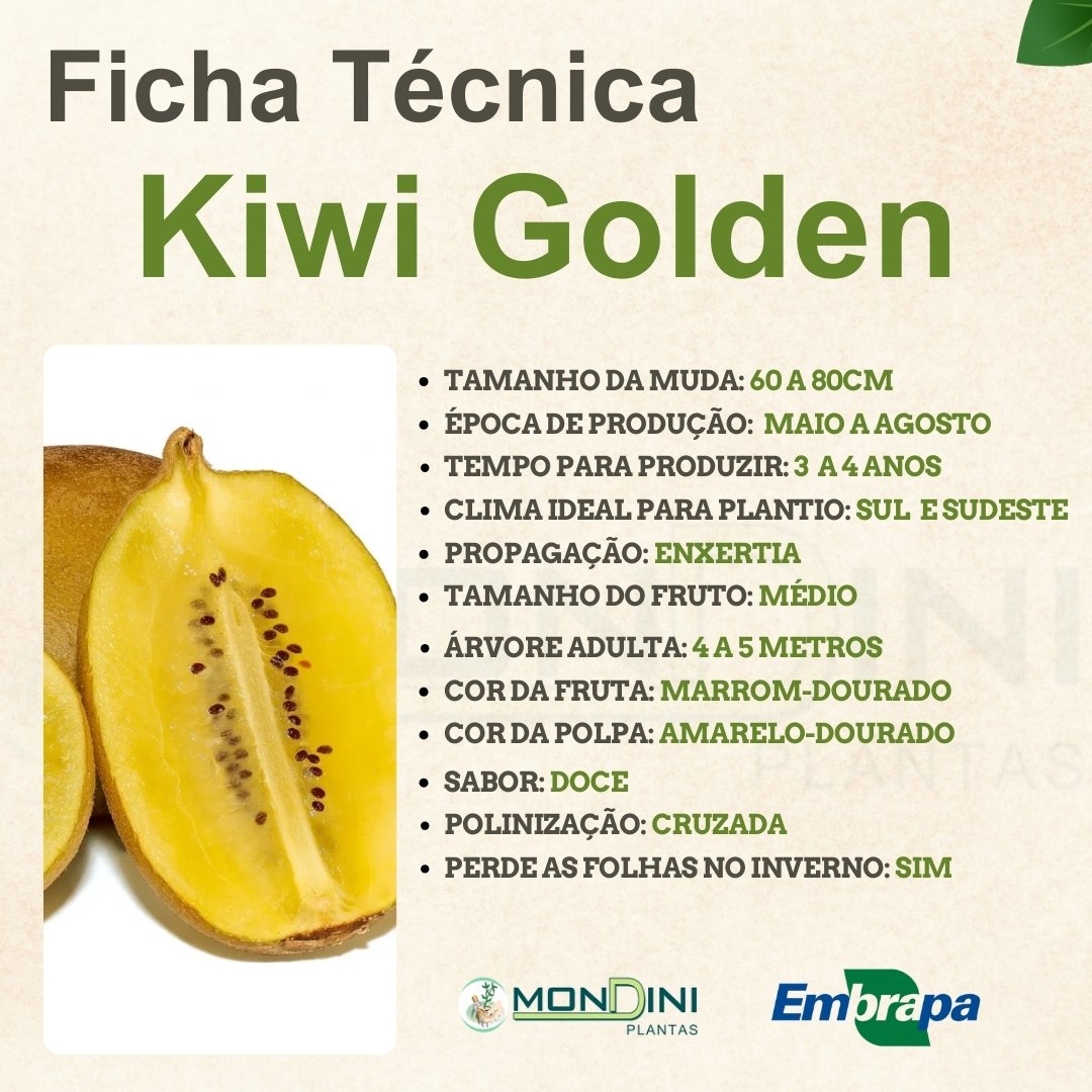 Kit de Kiwi Matua, Monty e Golden – Frutificação Garantida