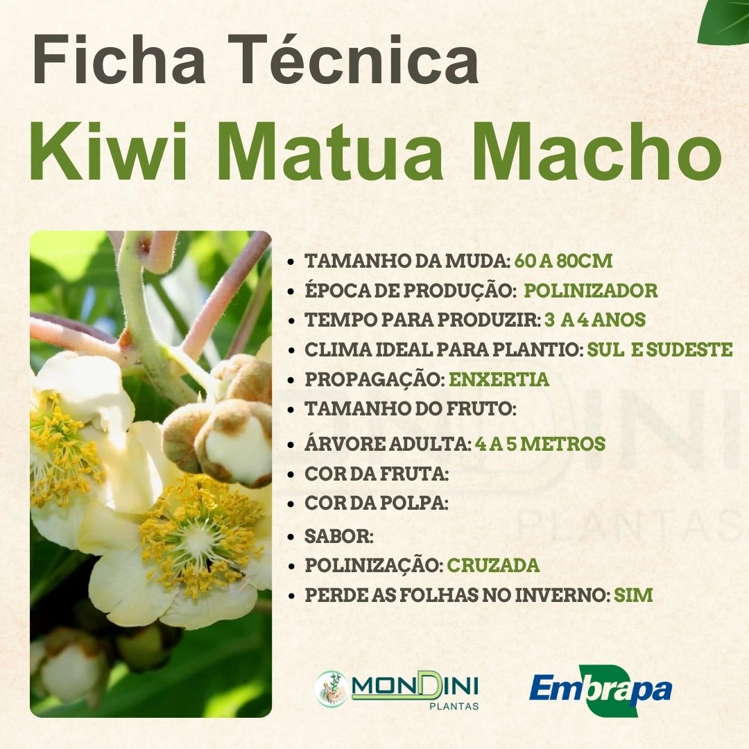 Kit de Kiwi Matua, Monty e Golden – Frutificação Garantida