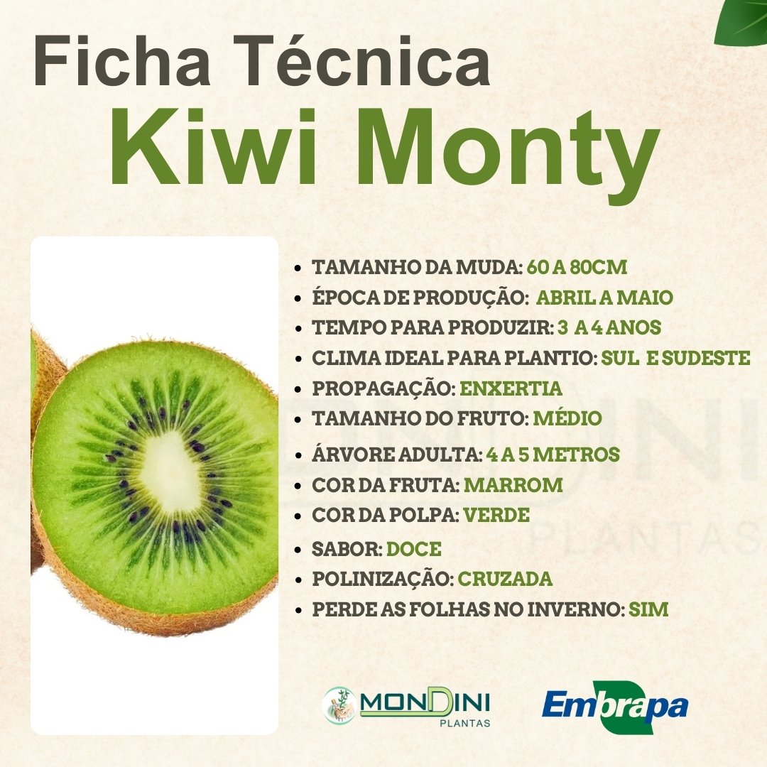 Muda de Kiwi Monty Enxertada
