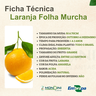 laranja folha murcha