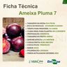 ameixa-pluma-7