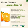 laranja iapar 73 1
