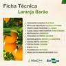 laranja barao
