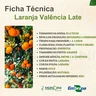 laranja valencia late