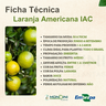 laranja americana iac 1