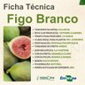 figo branco