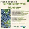 mirtilo brightwell blueberry 2