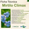 mirtilo climax